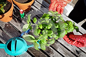 Basil plant in the pot with gardening tools