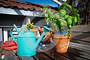 Basil plant in a pot with watering can