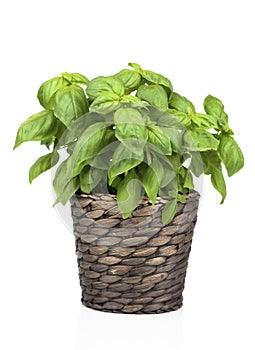 Basil Plant in Pot