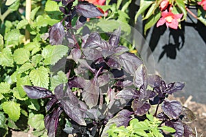 Basil plant with purple leaves in garden