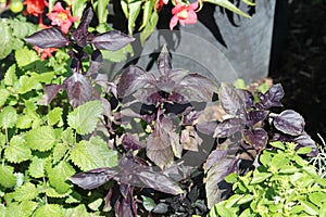 Basil plant with purple leaves in garden