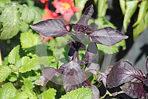 Basil plant with purple leaves in garden