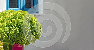 Basil plant in red pot under Cyclades island sun Greece on blur white empty wall background. Space