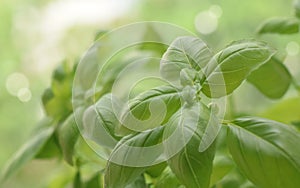 Basil plant selective focus closed up