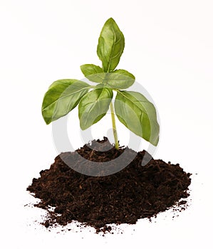 Basil Plant in Soil