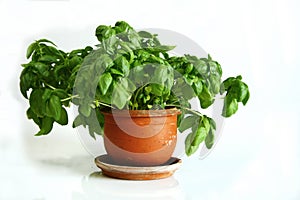 Basil plant in terra cotta pot