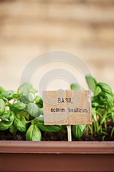 Basil plant on urban garden