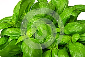 Basil plant in vase photo