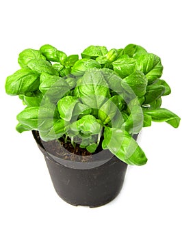 Basil plant in vase