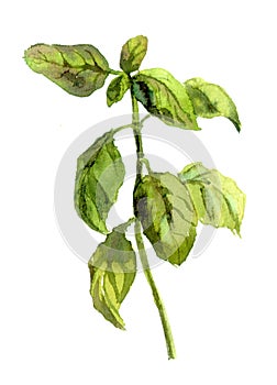 Basil plant. Watercolor photo