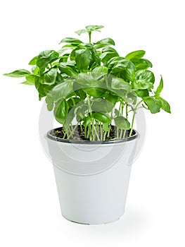 Basil plant in white pot