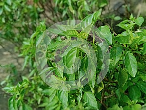 Basil, a plant whose leaves can be eaten, is generally made for fresh vegetables
