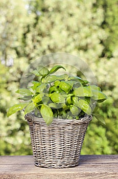 Basil plant in wicker basket on wooden table