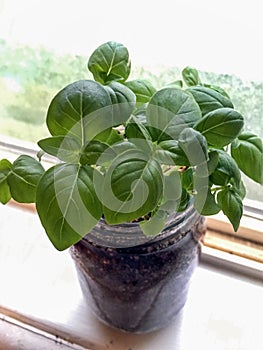 Basil plant in windowsill light