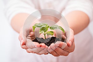 Basil plant in women`s hands