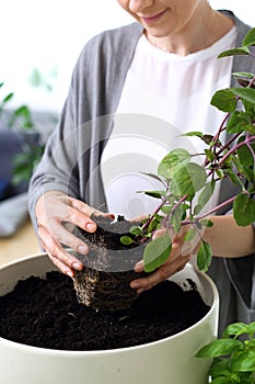 Basil, planting a plant in a green home garden