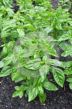 Basil plants