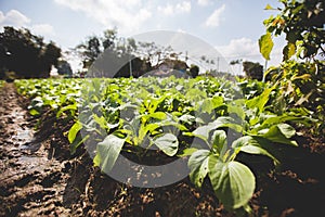 Basil plants farm