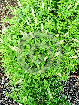 Basil plants grow abundantly with fresh green leaves