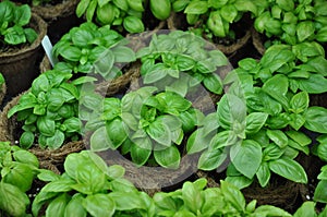 Basil plants Ocimum basilicum in a greenhouse