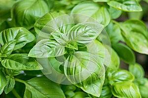 Basil plants ocimum basilicum growing