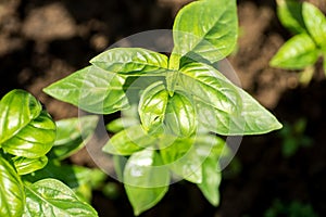 Basil plants at an organic commercial farm