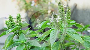 Basil plants on terrace, closeup