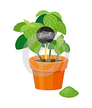 Basil Poster Plant with Table Vector Illustration