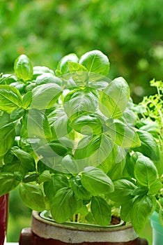 Basil in pot