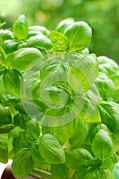 Basil in pot