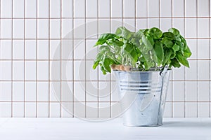 Basil in pot