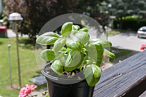Basil in pot, planted on balcony , garden with herbals. Natural food.