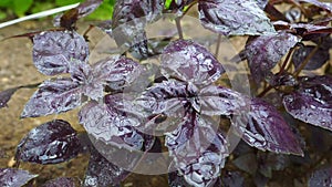 Basil with purple leaves on a garden bed in a greenhouse.