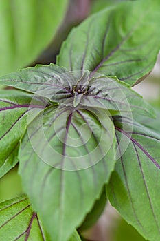 Basil red freddy plant