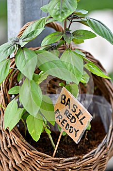 Basil red freddy plant