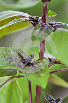 Basil red freddy plant