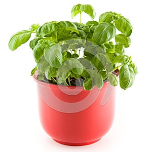 Basil in a red plant pot