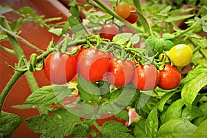 Basil and Red ripe cherry tomatoes with branches on tree