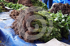 Basil with root