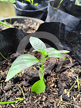 Basil saplings in polybags