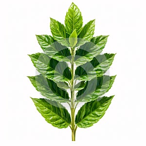 Basil is seasoning on a transperent background.