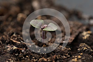 Basil seedling on background of peat soil. Macro, close up, selective focus