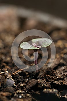 Basil seedling on background of peat soil. Macro, close up, selective focus