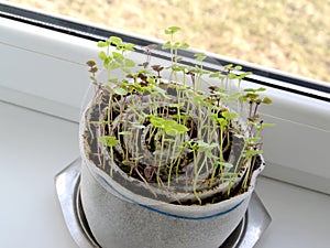 Basil seedling on a window sill in self-made capacity from polys