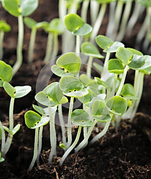 Basil seedlings