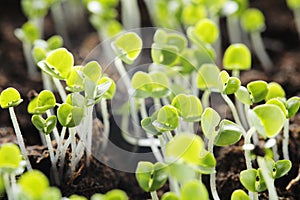 Basil seedlings