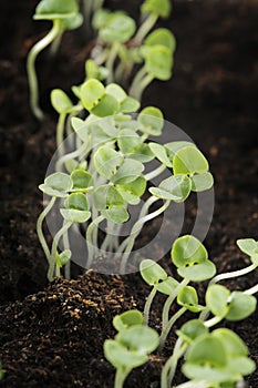 Basil seedlings