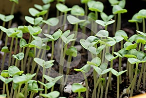 Basil seedlings