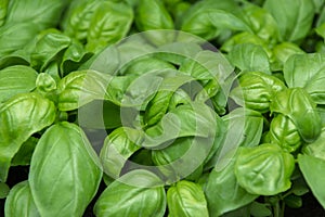 Basil seedlings, gardening