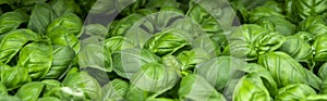 Basil seedlings, gardening